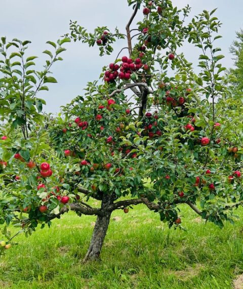 Chapin Orchard | Vermont Apples